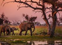 Safari & Beach: 