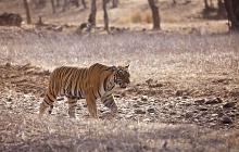 In Search of Tigers