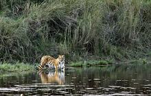 In Search of Tigers