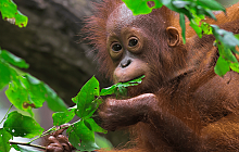 Orangutans & Dragons  Borneo, Java & Bali