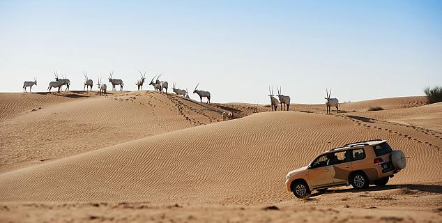 Dune excursion Dubai