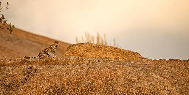 Leopard at Jawai