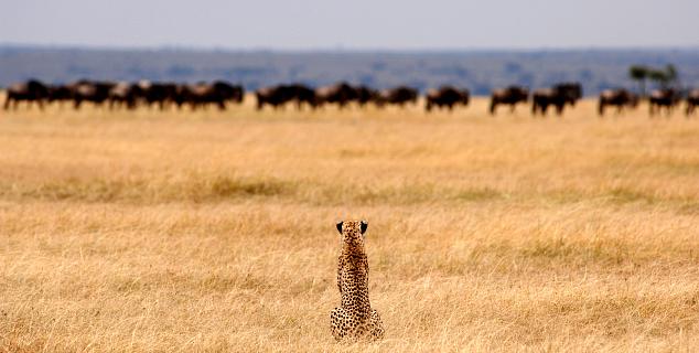 Serengeti - endless plains