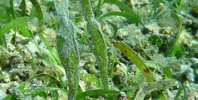 Two Pipefish