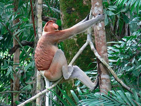 Bako National Park