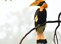 Borneo Wildlife Kinabatangan River