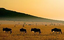 Affordable Masai Mara