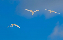 Bird Island