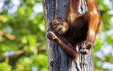 Borneo Wildlife