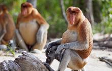 Danum Valley Edition