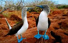 Ecuador and Galapagos Land Based