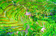 Hong Kong and Bali