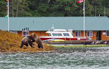 Knight Inlet Grizzly Bear Experience 