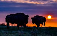 Wild American West: Yellowstone & Beyond