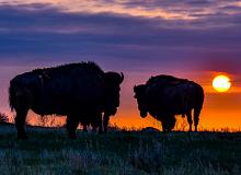 Wild American West: Yellowstone & Beyond