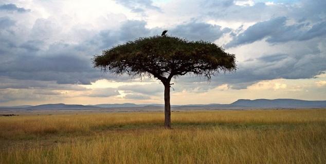 Acacia Tree