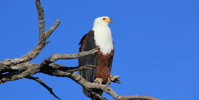 African Fish Eagle