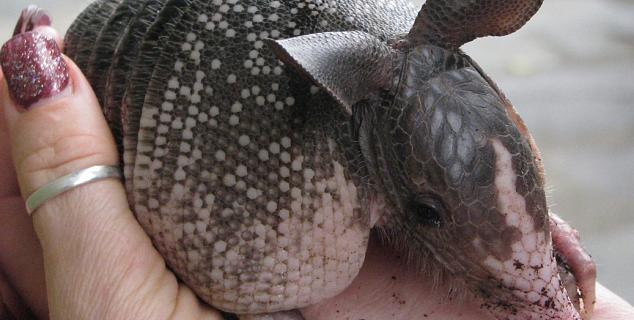 Baby Armadillo