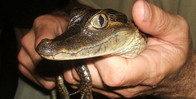 Baby caiman