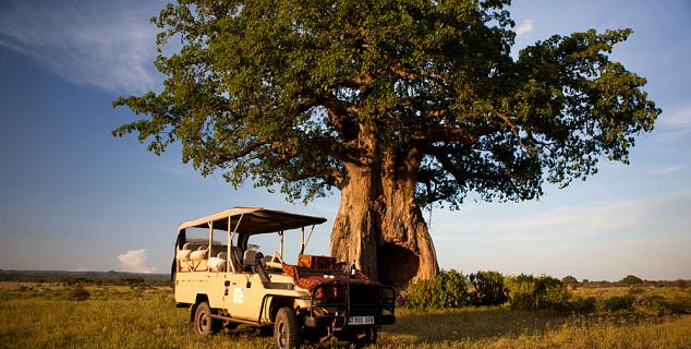 Baobab