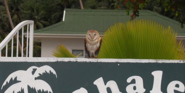 Barn Owl