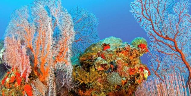 Beautiful corals