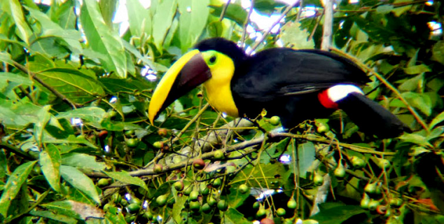 Birdlife