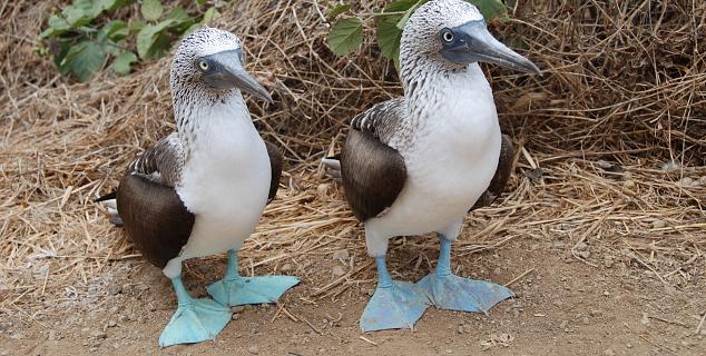 Blue-footed Boobies, Galapagos