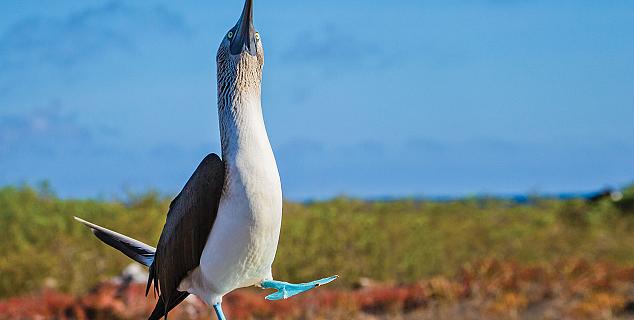 Blue-footed booby