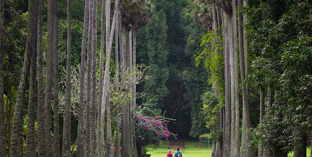 Botanic Gardens near Kandy