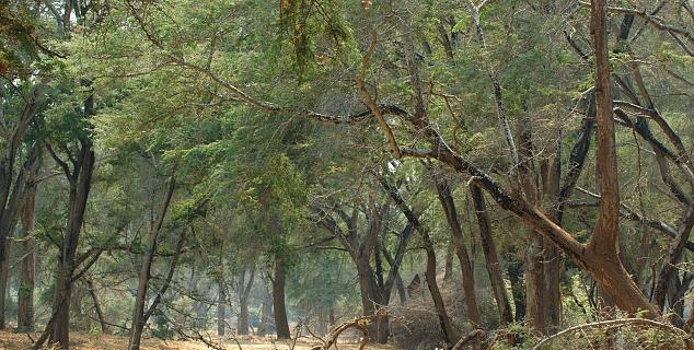 Bush Walk, Lower Zambezi