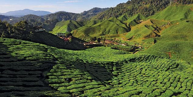 Cameron Highlands