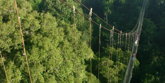 Canopy Walkway