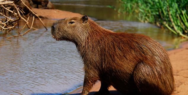 Capybara in the Amazon