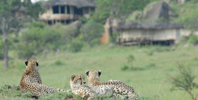 Cheetah near Lamai Serengeti