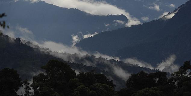 Cloud Forest