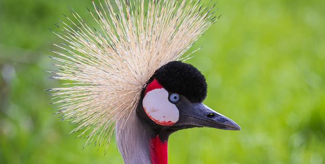 Crowned Crane