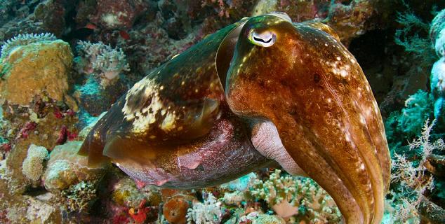 Cuttlefish