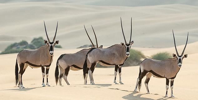 Desert Wildlife