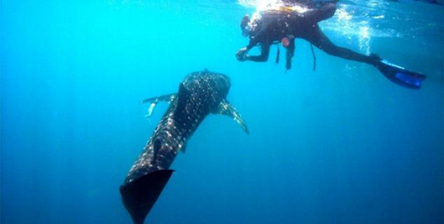 Diving at Kura Kura