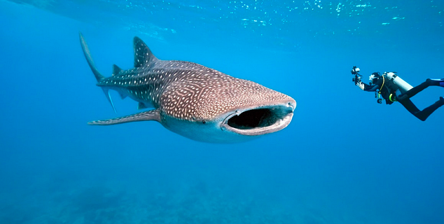 Diving