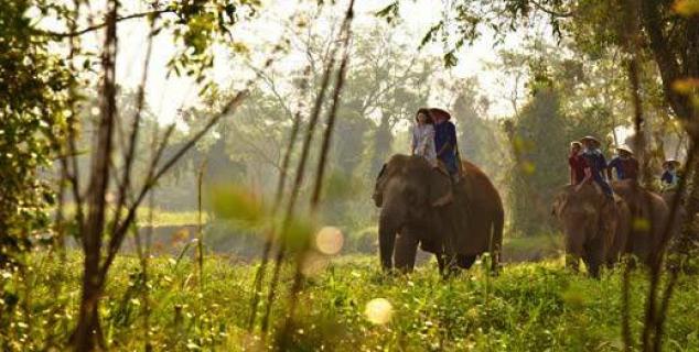 Elephant Camp