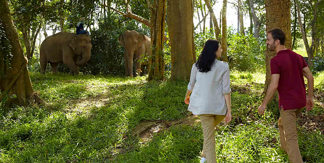 Elephant Experience