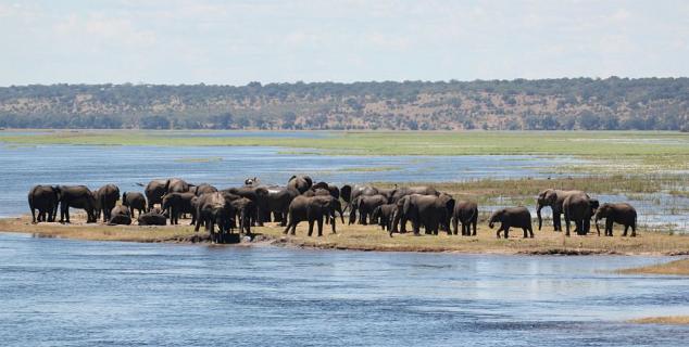 Elephant Herd