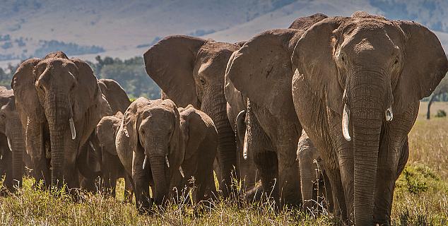 Elephant Herd