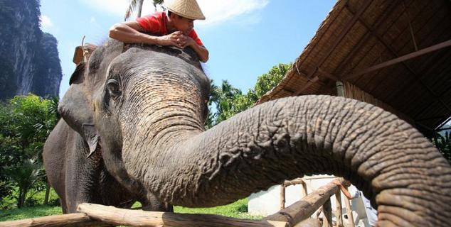 Elephant at Elephant Hills