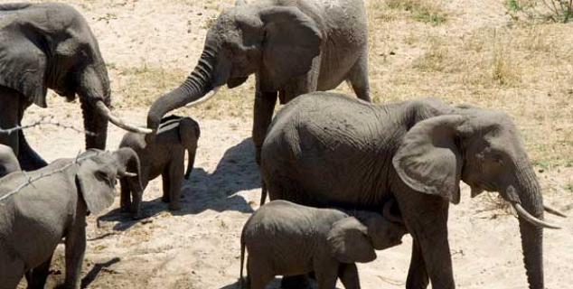 Elephant migration