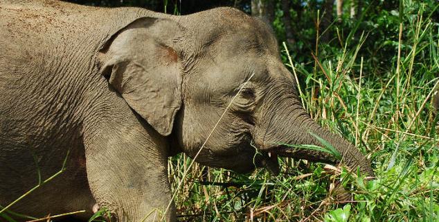 Elephant near Abai