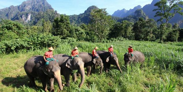 Elephants at Elephant Hills