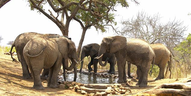 Elephants at Water hole